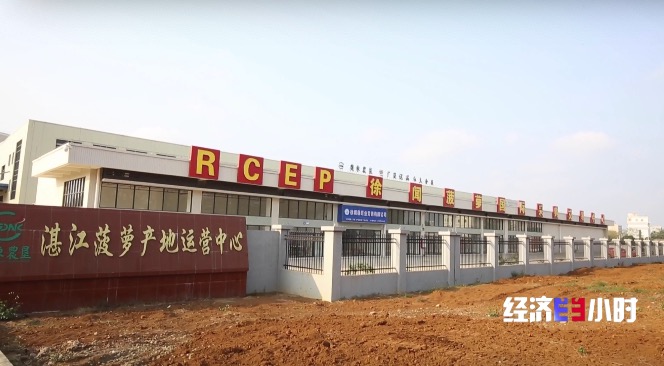 RCEP市场迎来“中国菠萝”！年产值飙升至25亿元，徐闻菠萝解锁“销售密码”