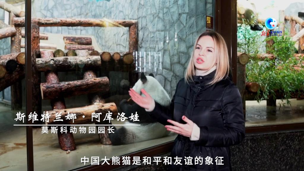 全球连线｜“大熊猫是和平和友谊的象征”——访莫斯科动物园园长