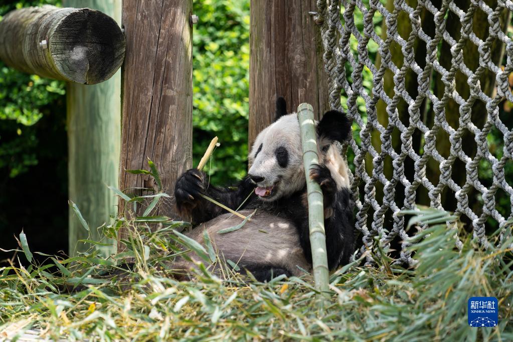 大熊猫“丫丫”踏上回国旅程