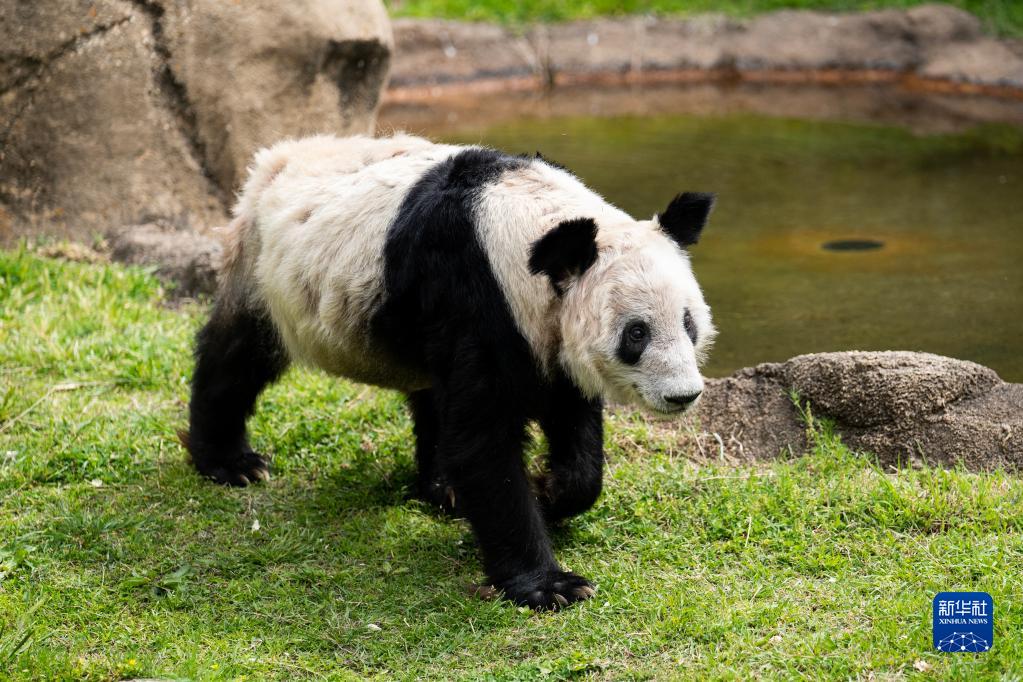 大熊猫“丫丫”踏上回国旅程