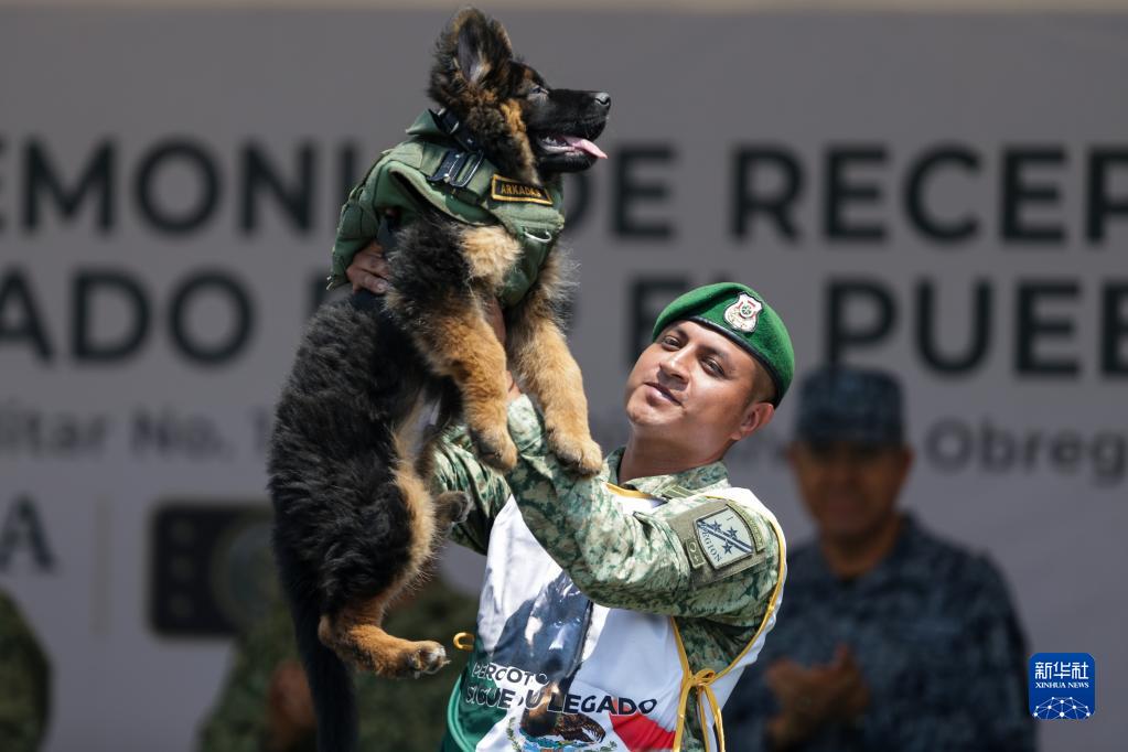 土耳其向墨西哥赠送小犬 以感谢震后救援