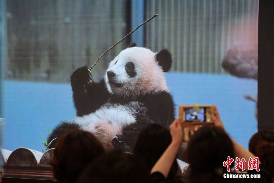 大熊猫“香香”生日会在日本东京举办