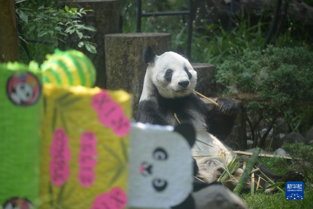 墨西哥为大熊猫“欣欣”庆祝33岁生日