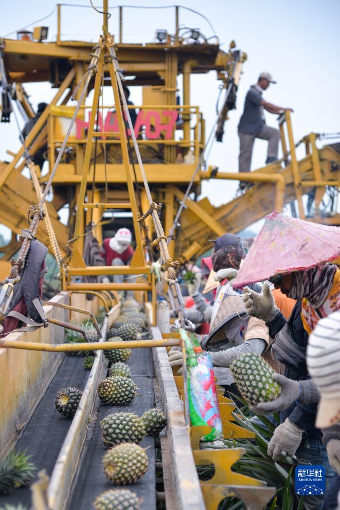 印尼楠榜：采摘菠萝