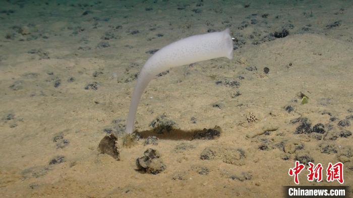国际最新研究：逾4千米深海过渡区分隔带壳和软体生物