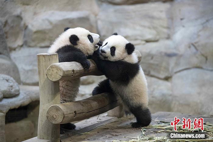 中国“国宝”回家，法国第一夫人送行！