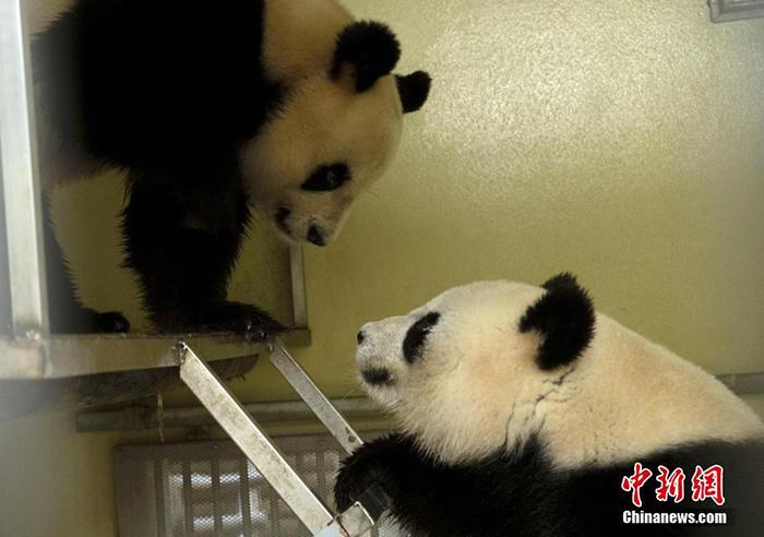 中国“国宝”回家，法国第一夫人送行！