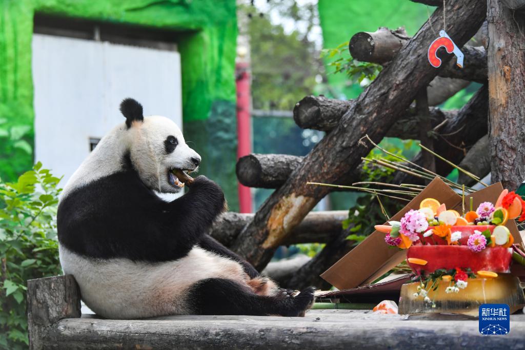 大熊猫“如意”和“丁丁”在莫斯科庆祝生日