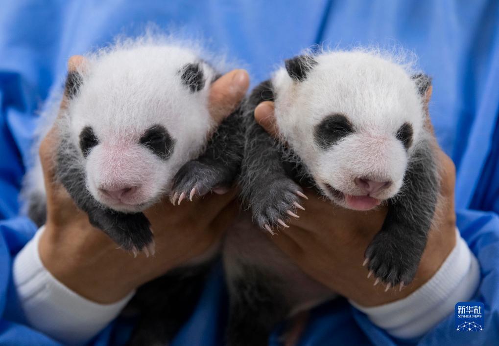 旅韩大熊猫双胞胎幼崽满月