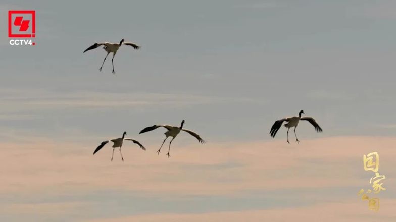 和最好的“合租室友”,共赴一场“爱的约定”