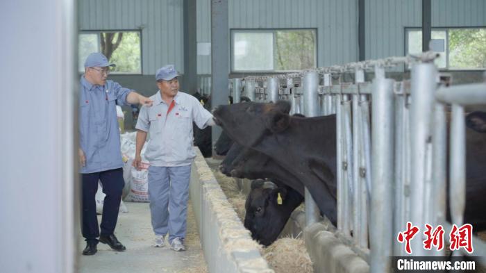 （进博故事）中国牛牵手世界牛