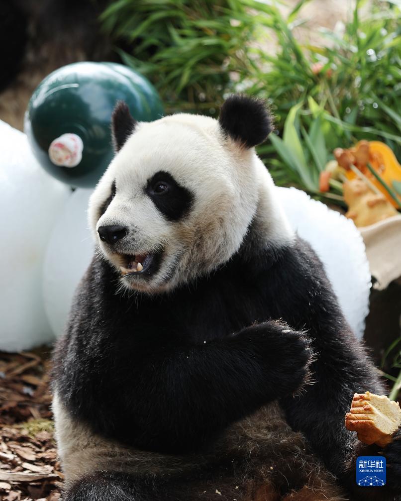 比利时出生的大熊猫双胞胎庆祝四岁生日