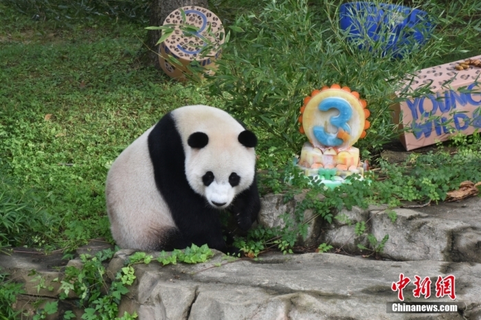 旅美大熊猫幼崽“小奇迹”迎来3周岁生日