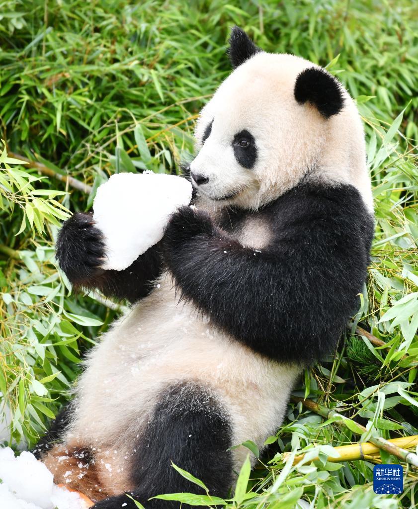 在德国出生大熊猫双胞胎迎来4岁生日