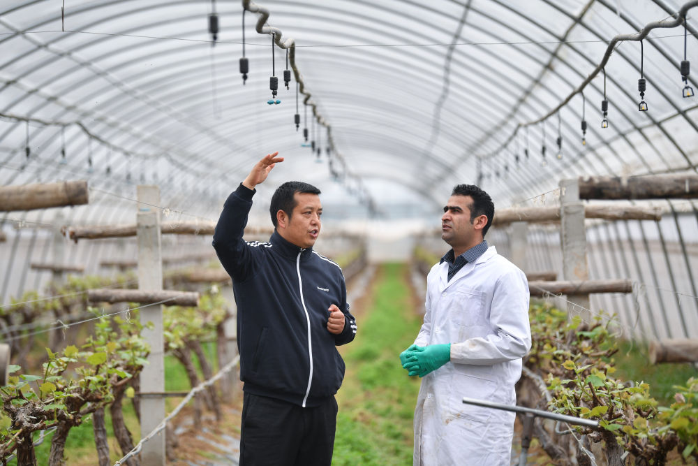 共建粮食丰收带携手繁荣致富路——“一带一路”农业合作10年进阶之路(图3)
