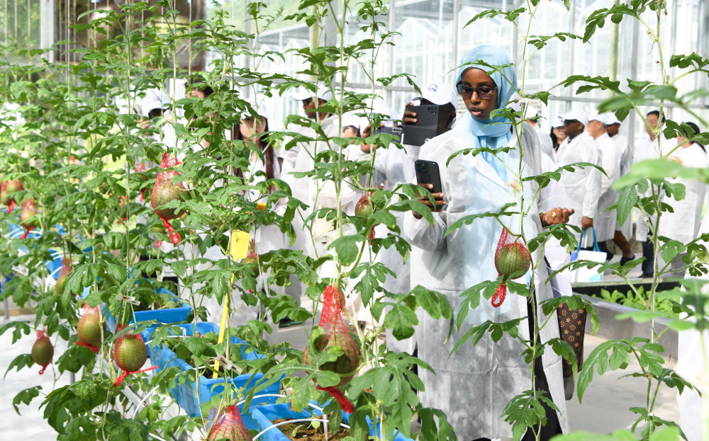 共建粮食丰收带携手繁荣致富路——“一带一路”农业合作10年进阶之路(图4)