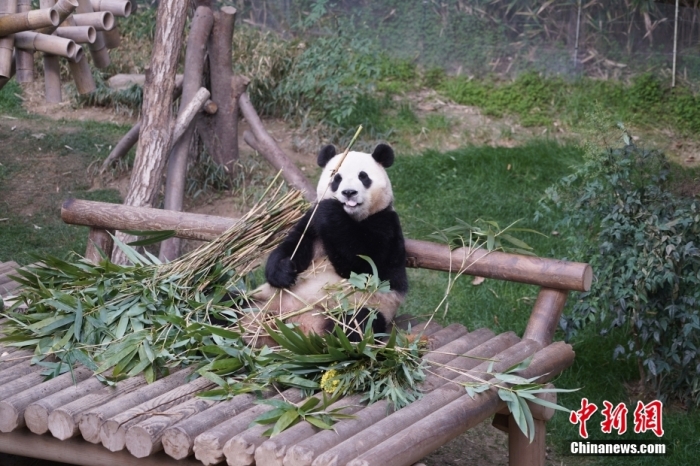 定了！旅韩大熊猫“福宝”4月3日回国，将用特殊车辆运送