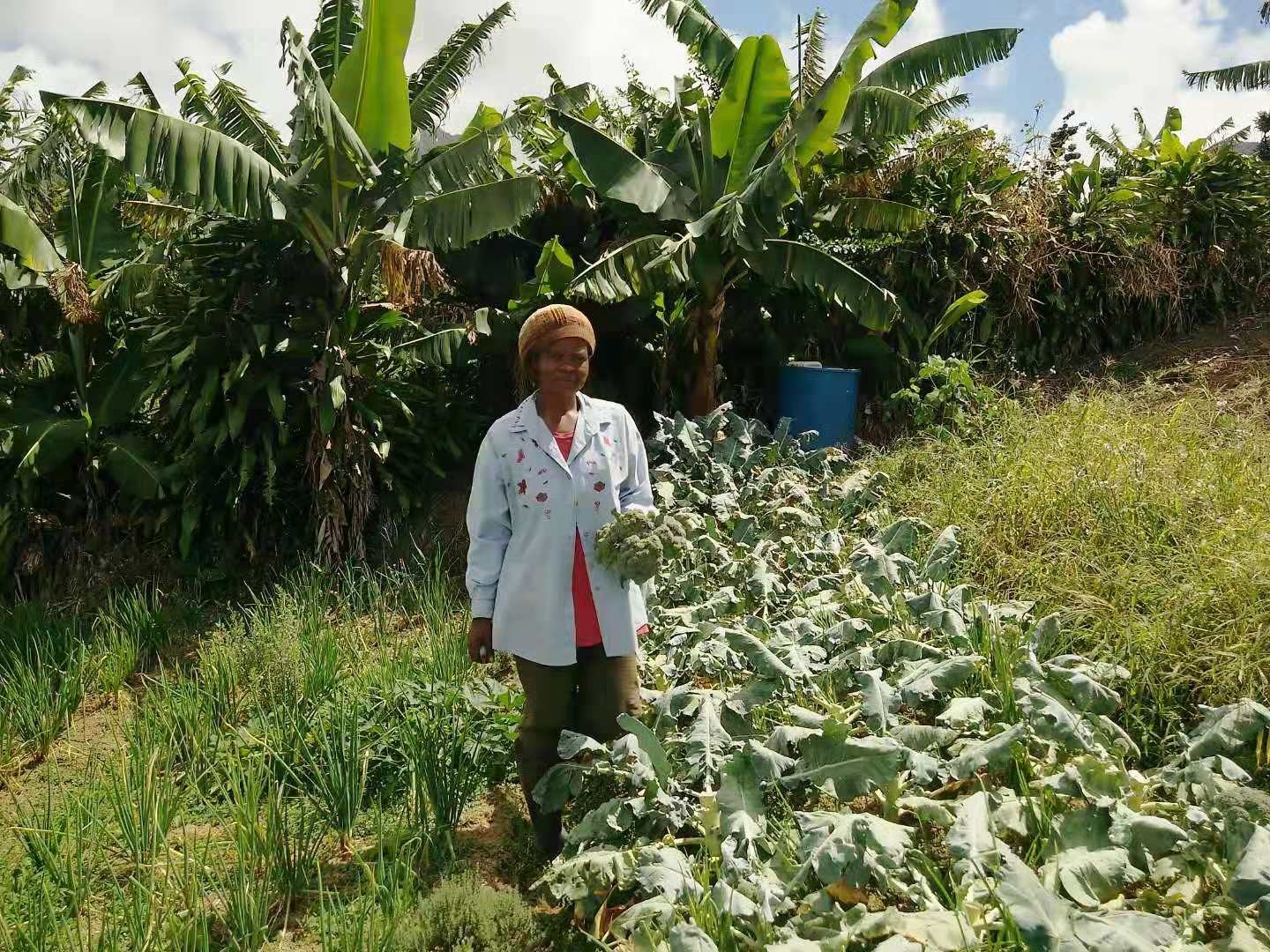 环球财富故事 | 彩椒、西蓝花、火龙果……中国技术助力这个加勒比岛国农业产业升级