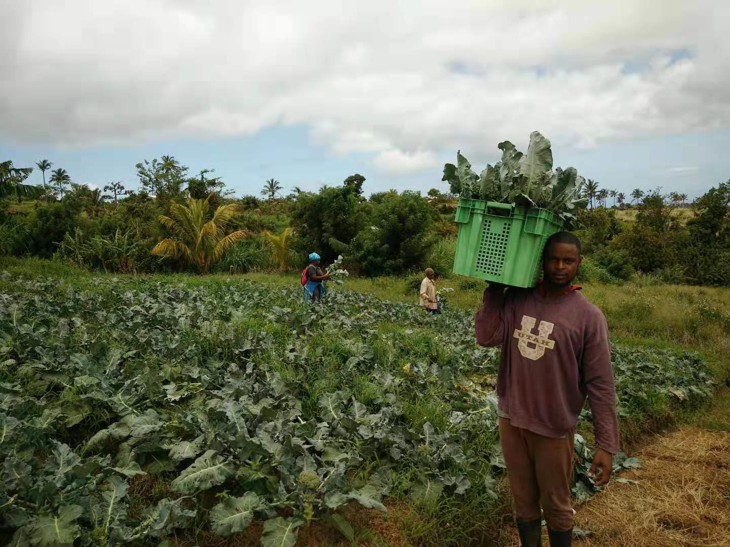 环球财富故事 | 彩椒、西蓝花、火龙果……中国技术助力这个加勒比岛国农业产业升级