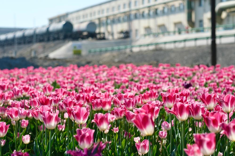 元首外交·心相近丨中塞“铁杆”友谊之路越走越宽