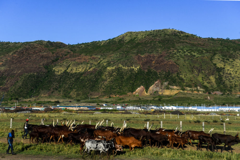 世界环境日丨钻井不扰飞鸟 中国在非洲打造“绿色油田” 世界环境日丨钻井不扰飞鸟 中国在非洲打造“绿色油田”
