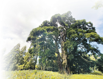 共话鼓岭情缘，传承中美友好（环球热点）