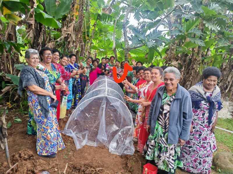 劳动荣光 筑梦海外丨这株中国“神奇的草”为何在斐济实力圈粉？