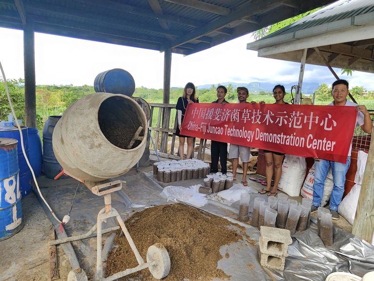 劳动荣光 筑梦海外丨这株中国“神奇的草”为何在斐济实力圈粉？