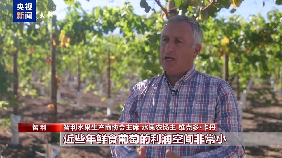 总台记者探访丨应季的水果棘手的关税 智利水果产业“愁”