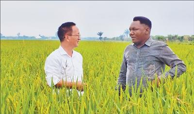 中国援布隆迪农业专家组帮助当地种植杂交水稻3800公顷“为布隆迪农业发展注入新动力”（共创繁荣发展新时代）