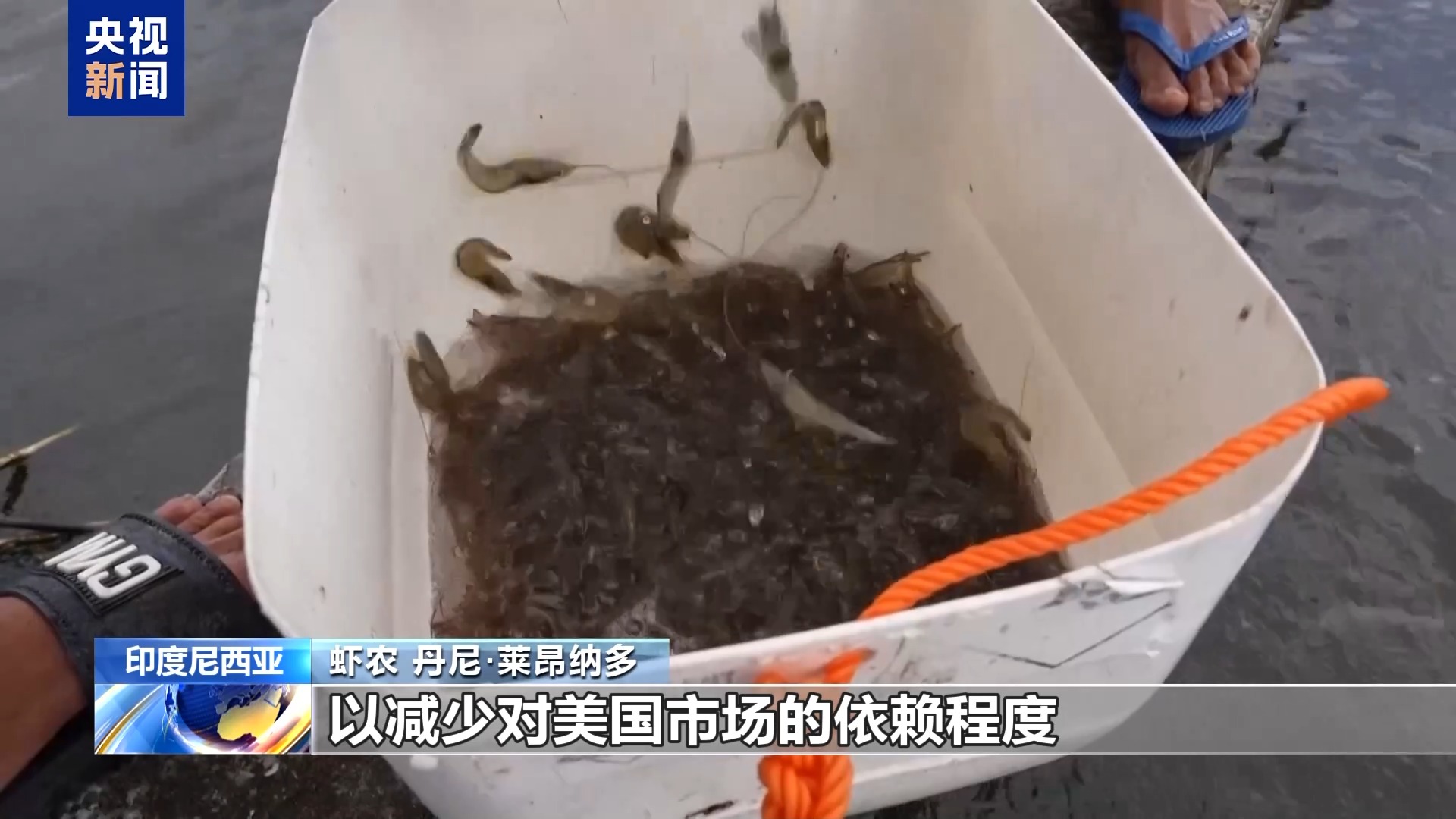 美关税大棒下印尼虾业受重创：出口总量恐暴跌30%