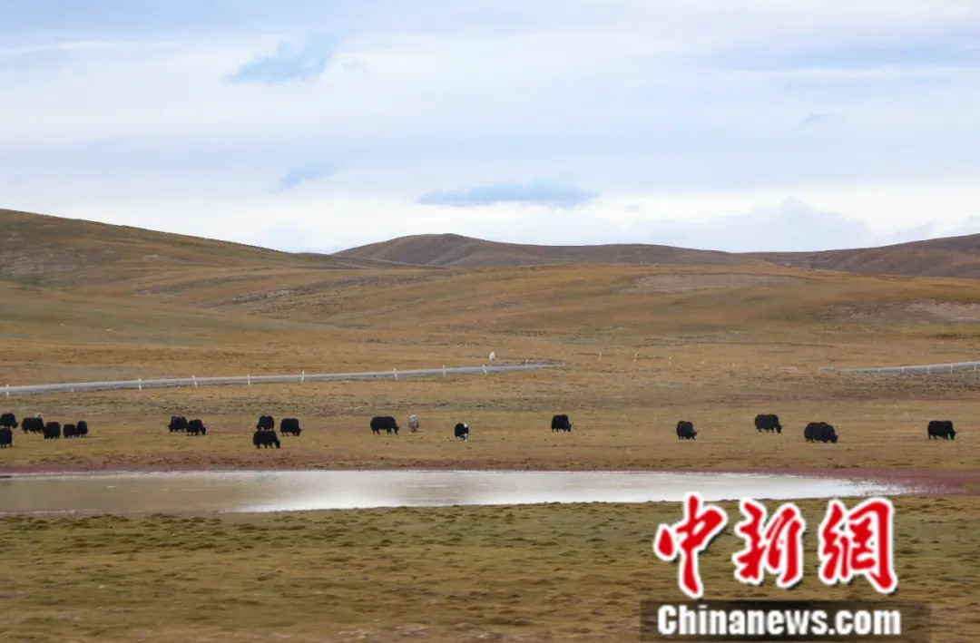 东西问·中国学丨英国作家马丁内斯：中国生态文明建设何以成果丰硕？