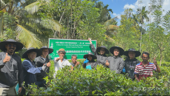 新春走基层丨我带着中国技术在斯里兰卡种红茶