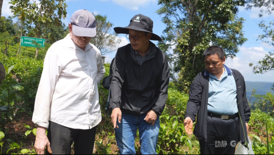 新春走基层丨我带着中国技术在斯里兰卡种红茶