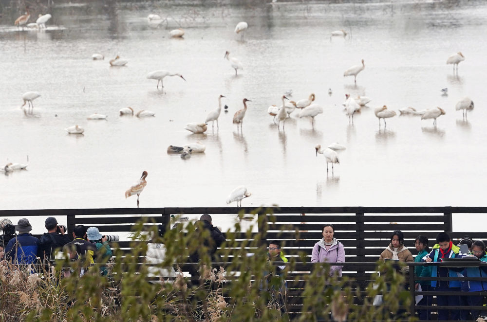 中非“双湖记”：鄱阳湖与维多利亚湖生态共治影像志