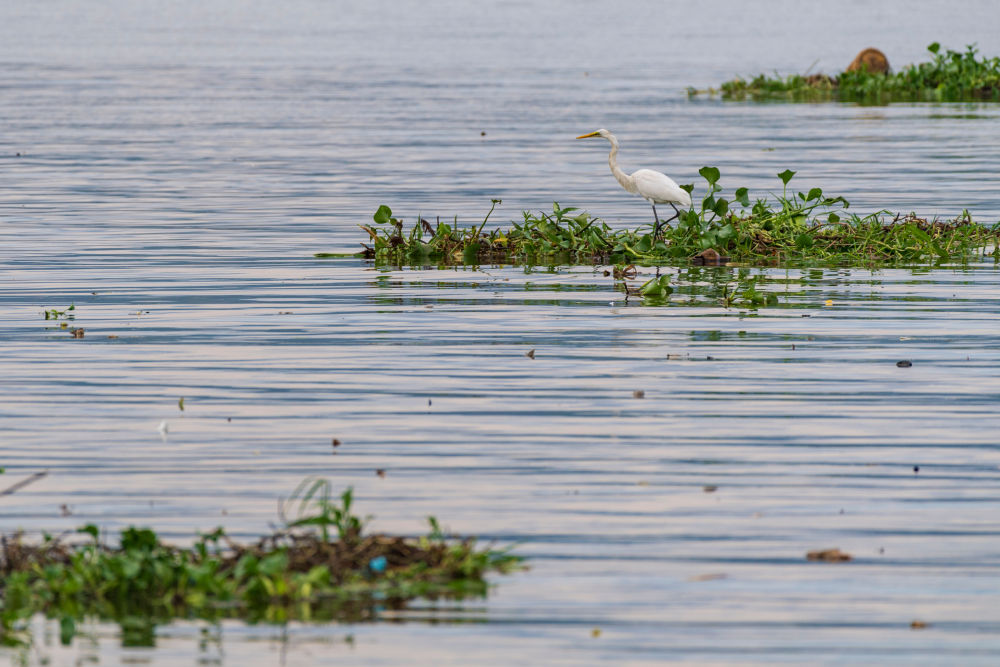 中非“双湖记”：鄱阳湖与维多利亚湖生态共治影像志