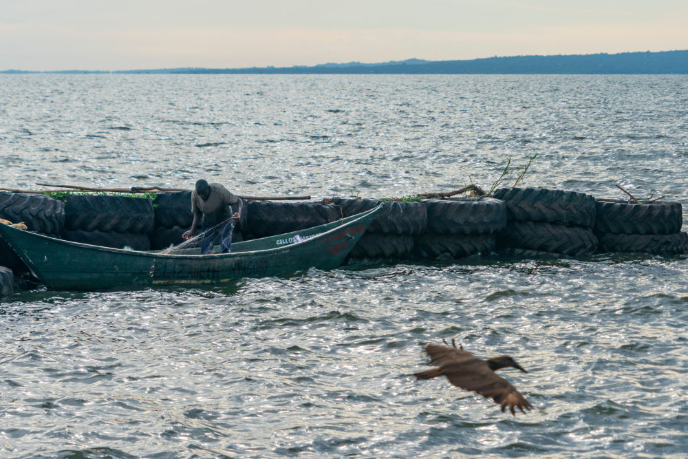 中非“双湖记”：鄱阳湖与维多利亚湖生态共治影像志