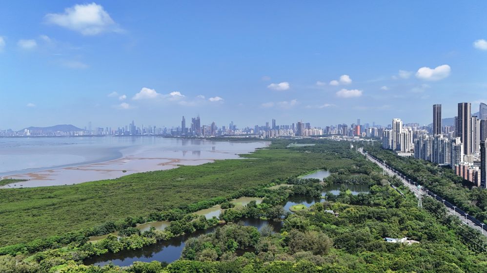 APEC“深圳时间”:创新之城定义亚太合作新坐标 这是2026年7月23日拍摄的深圳福田红树林湿地(无人机照片)。新华社记者梁旭 摄