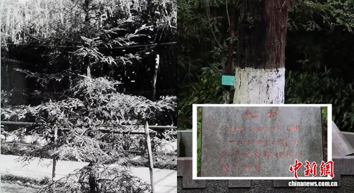 东西问|从北美红杉到“赛考斯林”,中美友谊之树积木为林、汇林成海