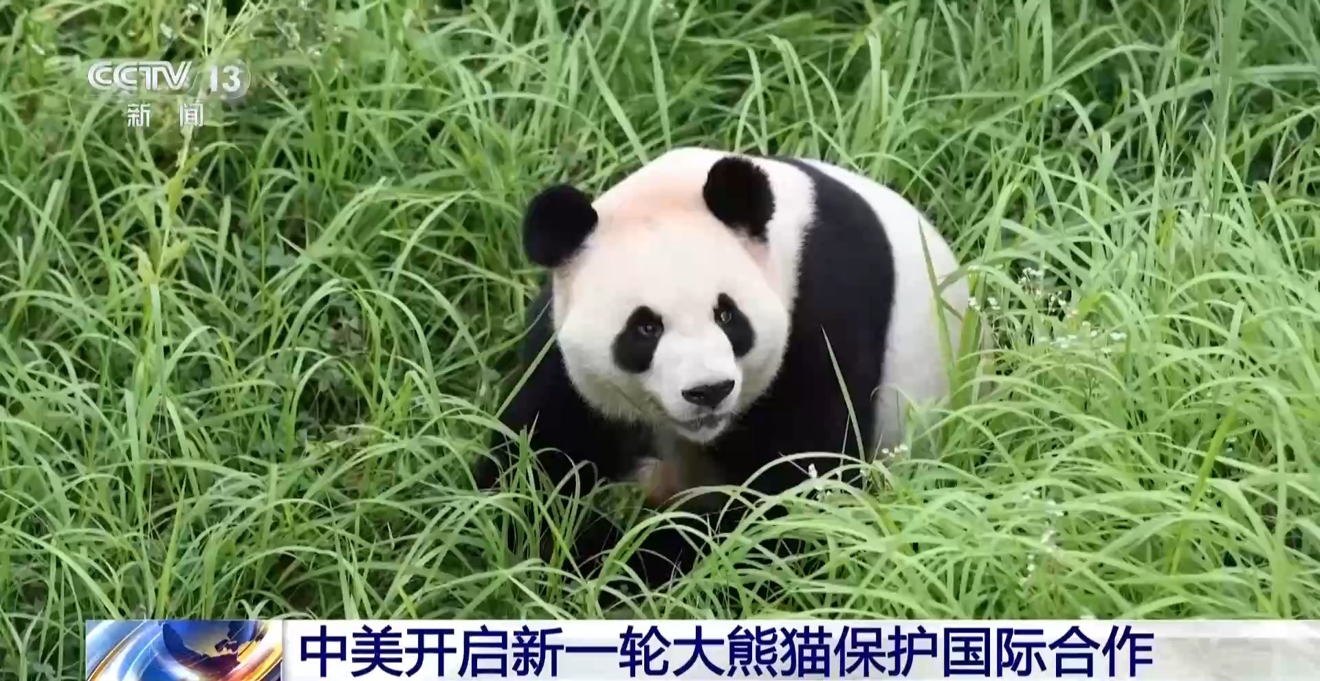 “平平”“福双”将赴美 中美开启新一轮大熊猫保护国际合作