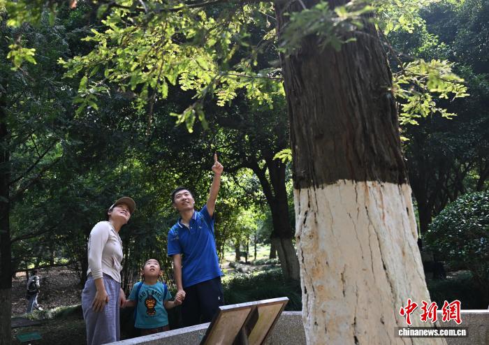 东西问|白宫欢迎宴上提到的红杉:一棵国礼树,半世中美情