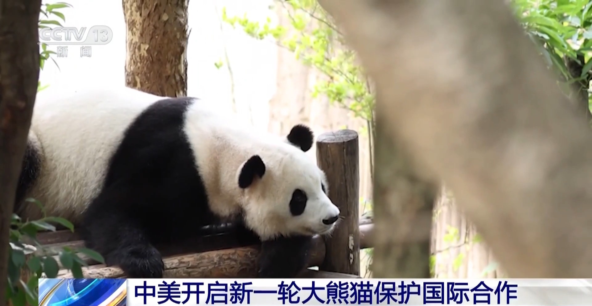 “平平”“福双”将赴美 中美开启新一轮大熊猫保护国际合作