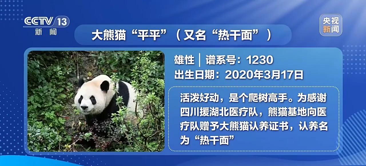 视频丨大熊猫“平平”“福双”已启程赴美