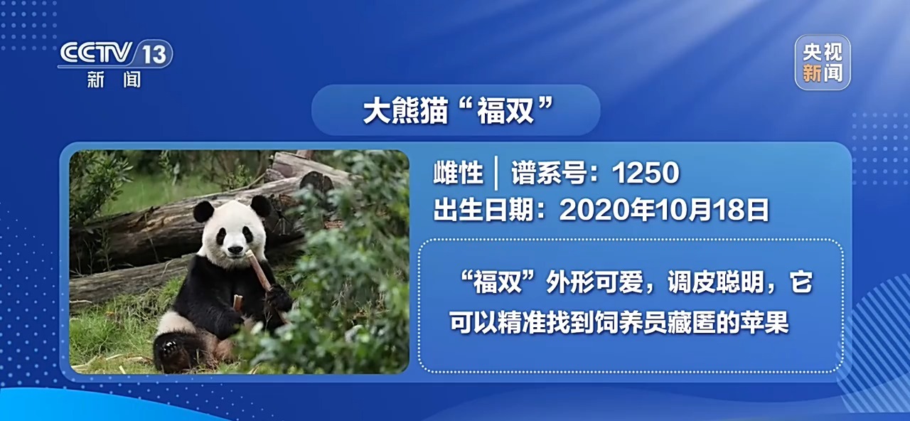 视频丨大熊猫“平平”“福双”已启程赴美