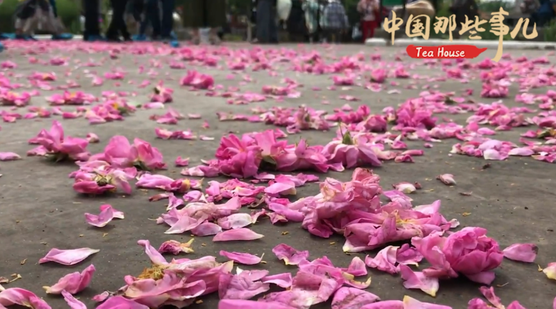 【中国那些事儿】玫瑰飘香“一带一路” 中保共同开启战略合作新篇章