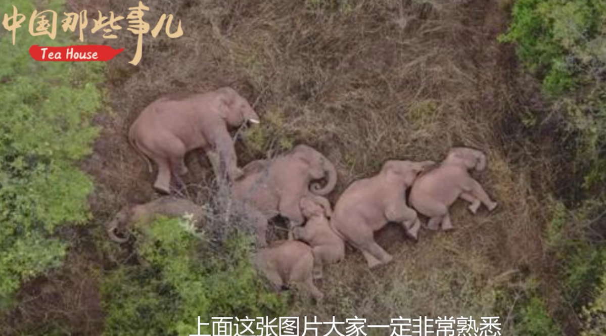 【中国那些事儿】外国政要及学者：为 COP15点赞！愿与中国携手同行开启生物多样性保护新征程