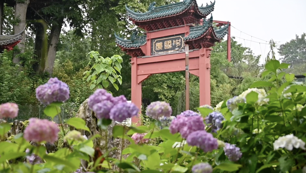 习主席的复信传递深厚情谊——访比利时知名友好人士董博