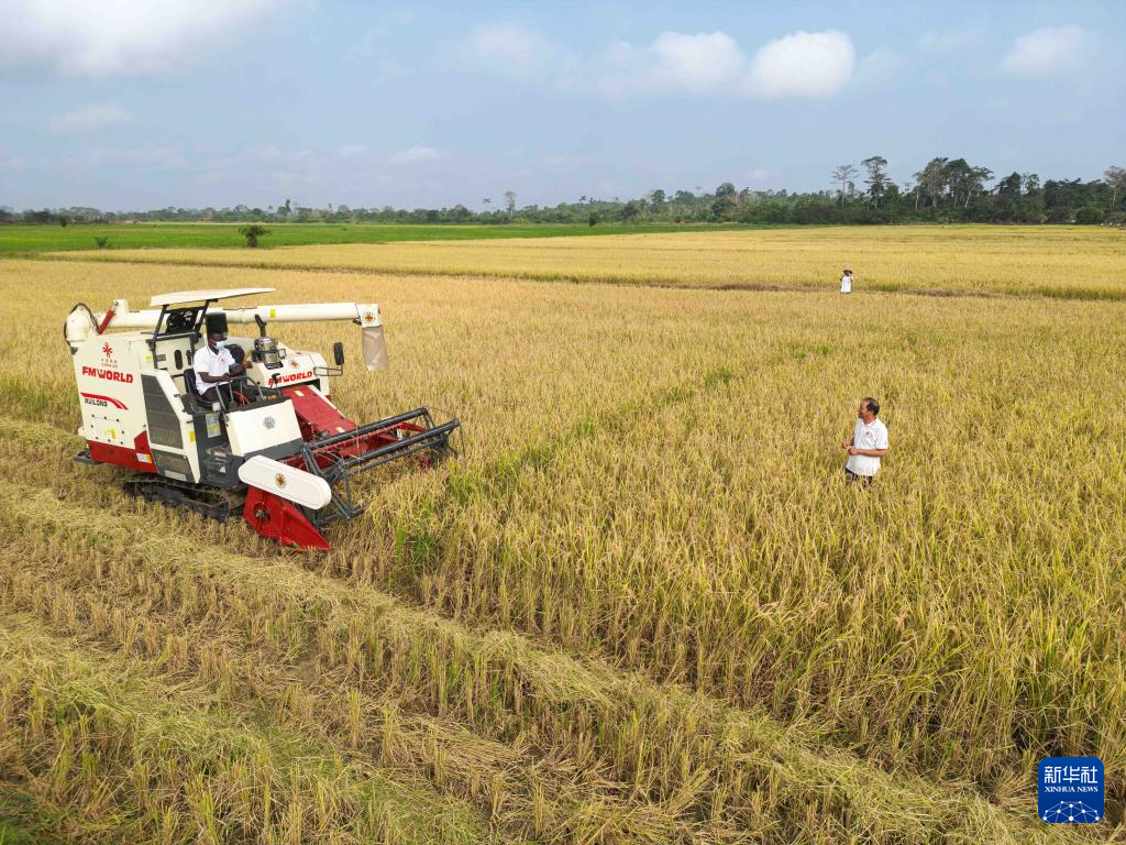 中国水稻技术惠及科特迪瓦民众