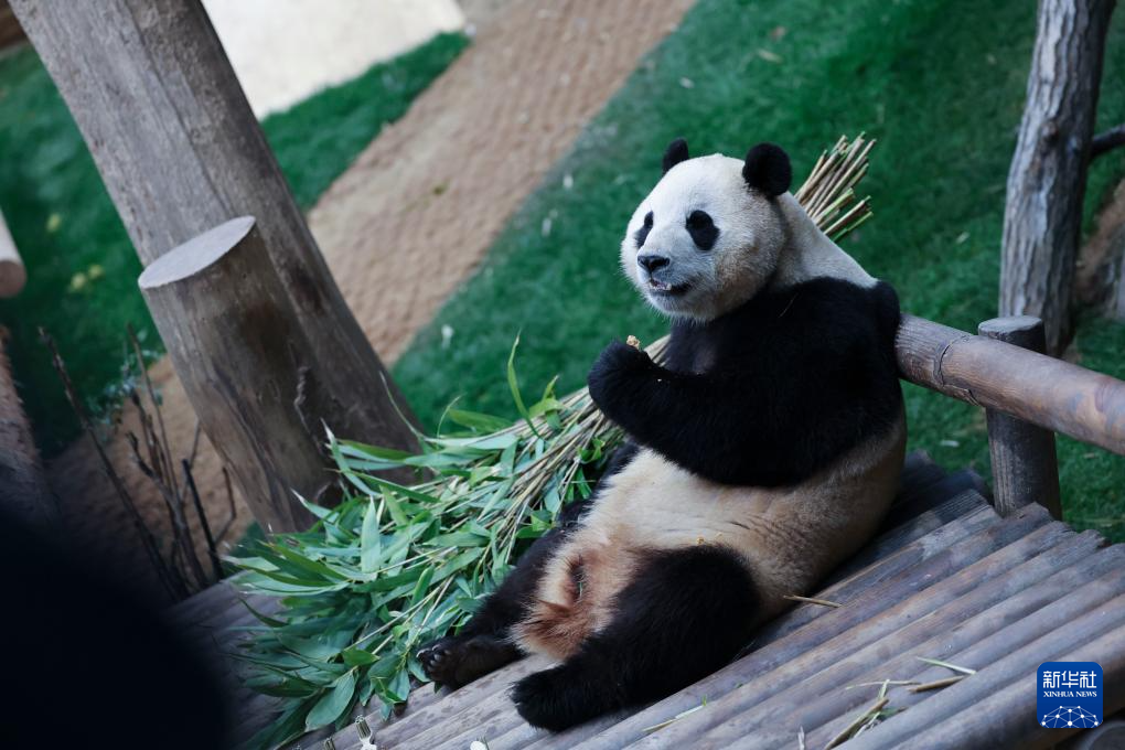 旅韩大熊猫福宝将于四月回国