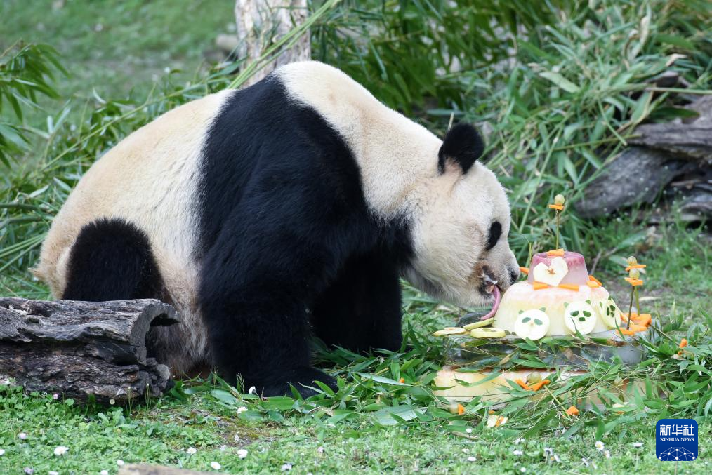 马德里动物园欢送大熊猫“冰星”和“花嘴巴”一家